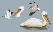 �������� Dalmatian Pelican