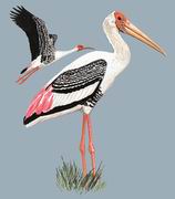 ��ͷ�q�� Painted Stork