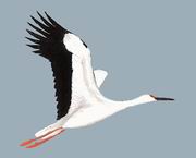  Oriental White Stork
