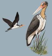 ͺ�� Lesser Adjutant