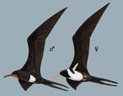 �׸������� Christmas Island Frigatebird