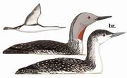 Ǳ Red-throated Loon