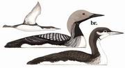 �ں�Ǳ�� Black-throated Loon