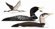 ����Ǳ�� Yellow-billed Loon