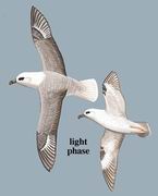 ѩ Northern Fulmar