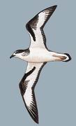 点额圆尾鹱 Bonin Petrel