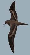 纯褐鹱 Bulwers Petrel