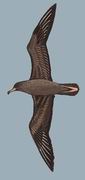 肉足鹱 Flesh-Footed Shearwater