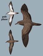 曳尾鹱 Wedge-tailed Shearwater