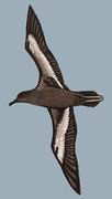  Sooty Shearwater