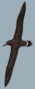 ڽ Black-footed Albatross