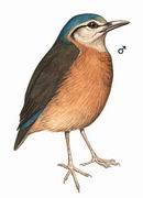ɫ Blue-rumped Pitta