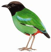 ذɫ Hooded Pitta