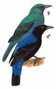 ��ƽ�� Asian Fairy-bluebird