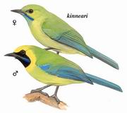 ����Ҷ�� Blue-winged Leafbird
