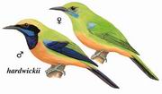 ȸҶ Orange-bellied Leafbird