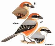 ţͷ���� Bull-headed Shrike