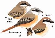 ��β���� Brown Shrike