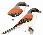 �������� Burmese Shrike