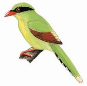 ӡ֧ȵ Short-tailed Magpie