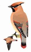 С̫ƽ�� Japanese Waxwing