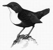 ���� White-throated Dipper