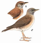 ׸ Pale Thrush