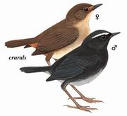 ̳ White-browed Shortwing