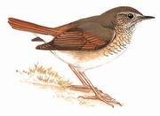β Rufous-tailed Robin