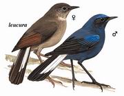 β White-tailed Robin