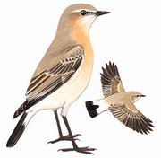 ɳS Isabelline Wheatear