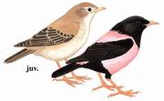 ۺ Rosy Starling