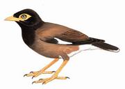 Ұ˸ Common Myna