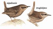  Wren
