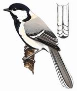 ����ɽȸ Turkestan Tit