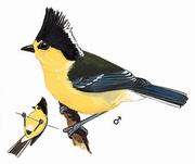 ̨���ɽȸ Yellow Tit