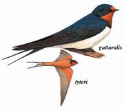  Barn Swallow
