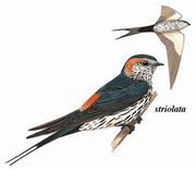  Striated Swallow