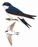 ׸ë Northern House-Martin