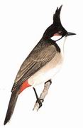  Red-whiskered Bulbul
