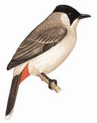 ׺ Sooty-headed Bulbul