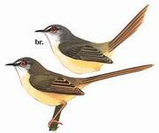 Ƹݺ Yellow-bellied Prinia