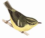 ݺ Hainan Leaf Warbler