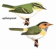 lݺ Rufous-faced Warbler