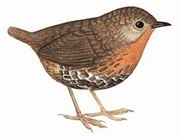 β Rufous-throated Wren Babbler