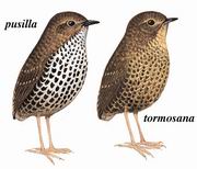 С Pygmy Wren-Babbler