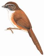 宝兴鹛雀 Rufous-tailed Babbler