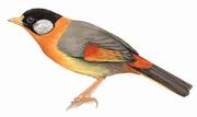 ˼ Silver-eared Mesia