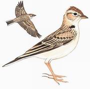 ֺ Red-capped Lark