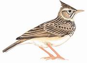 ͷ Crested Lark
